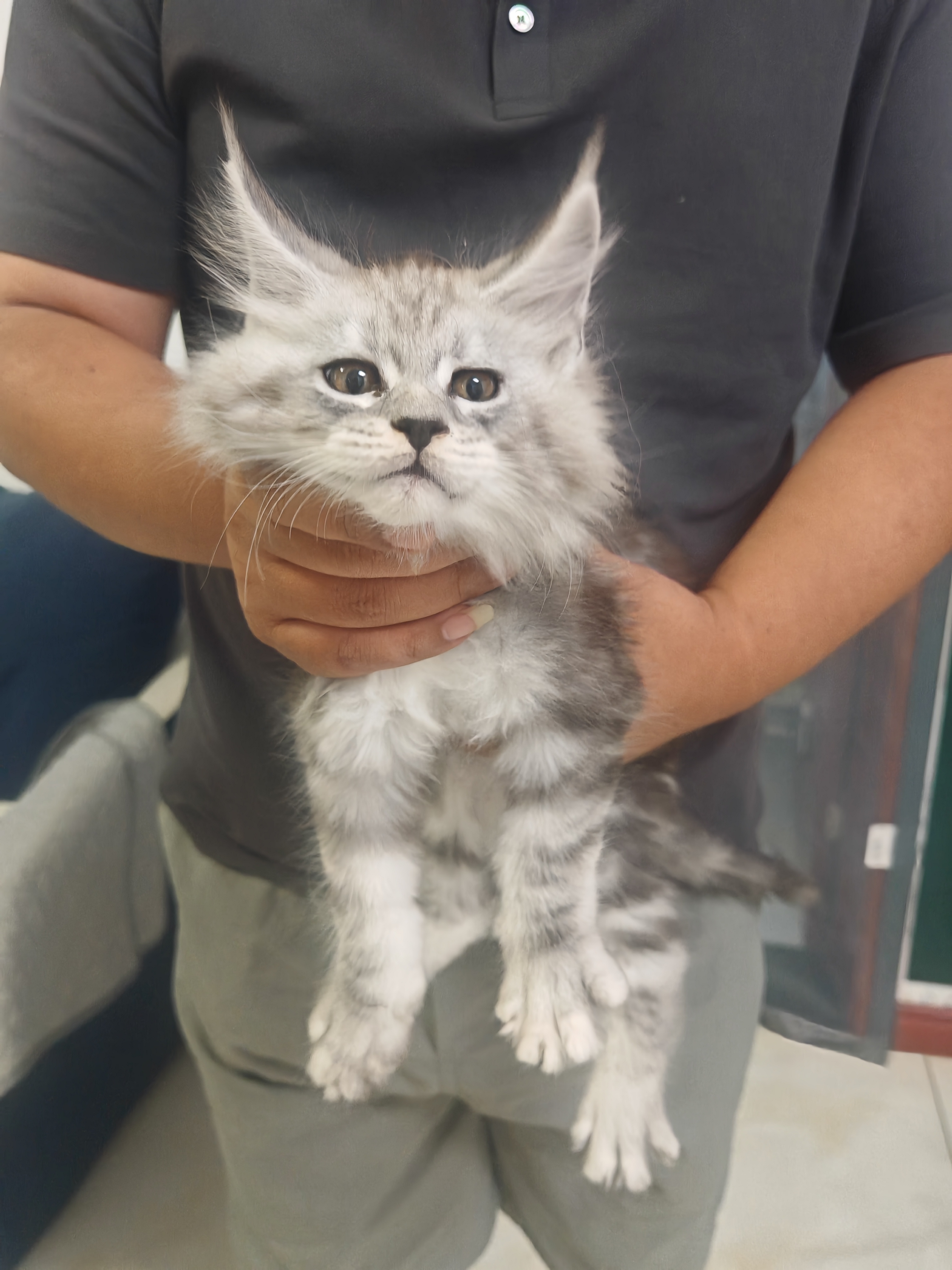 缅因猫